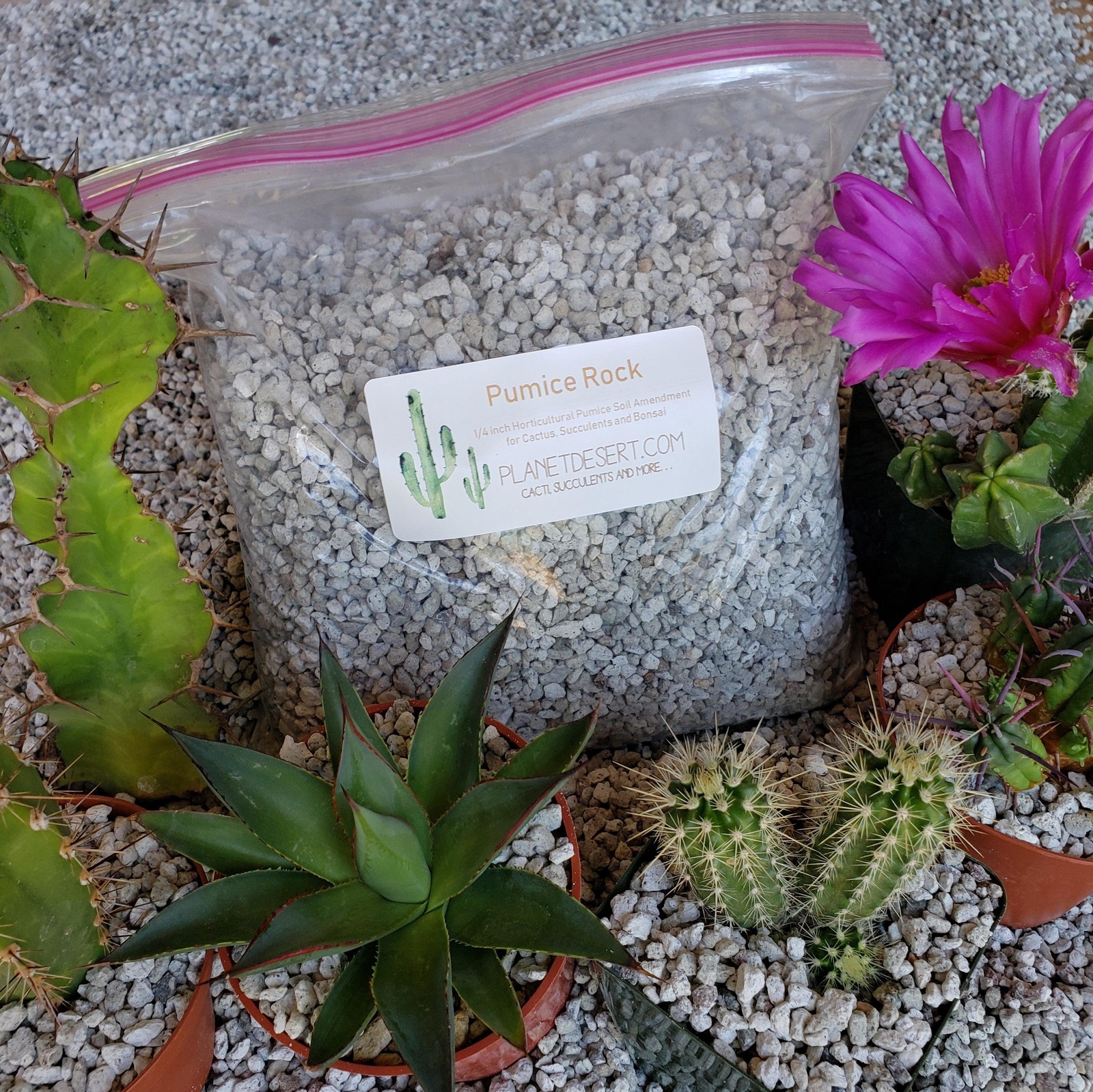 2 Quarts 1/4 Pumice Rock Horticultural Cactus Succulent Bonsai Amendment cactus