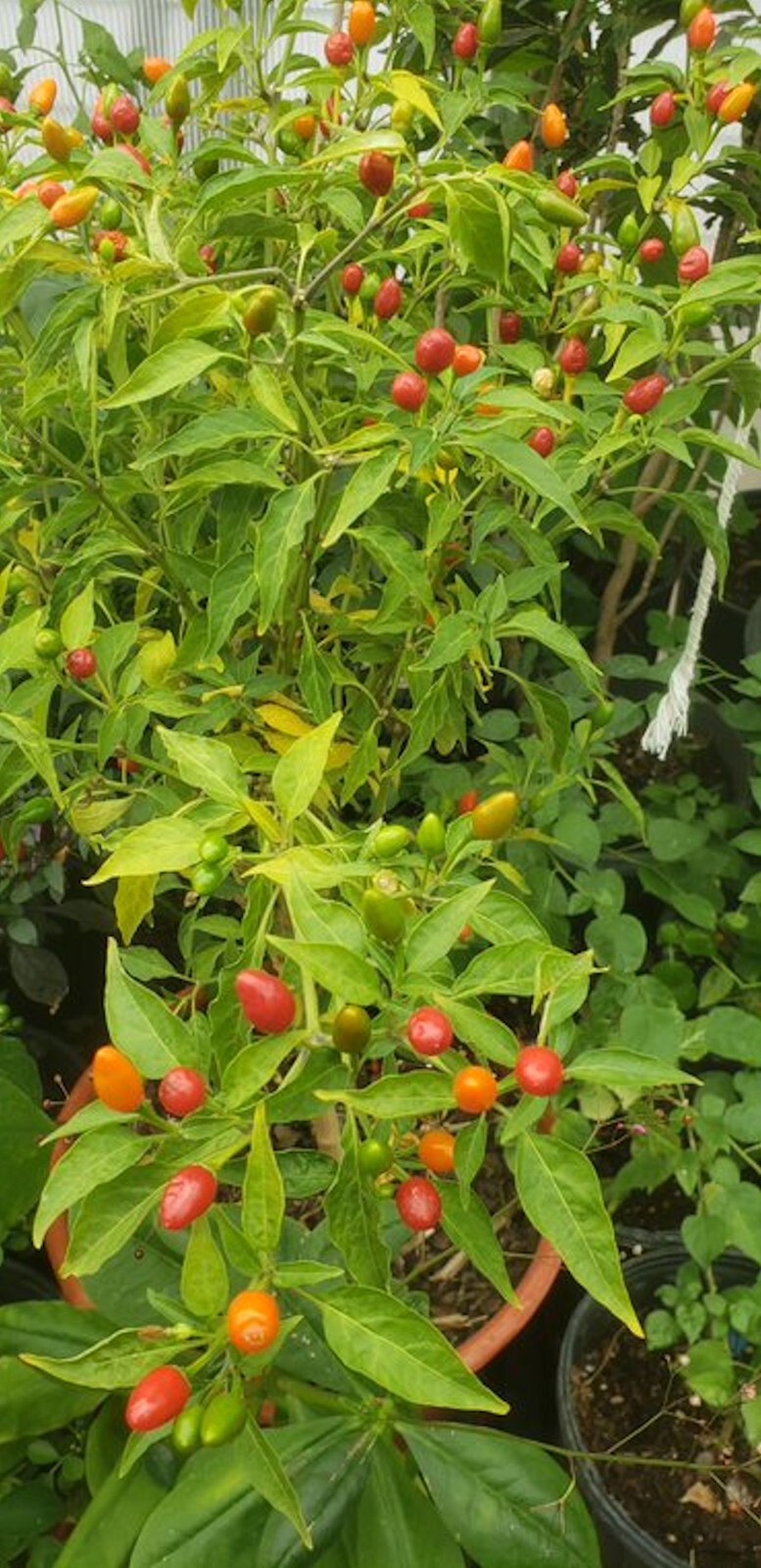 Vegetable Seeds -Hot Pequin Heirloom Chile Pepper -20 Seeds