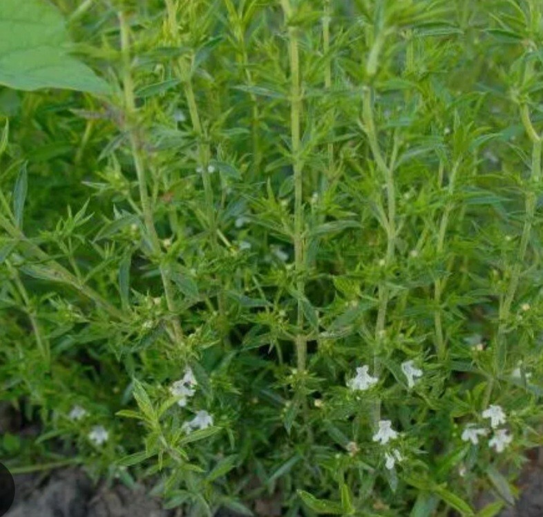 Savory 50 Seeds Summer Savory Spice