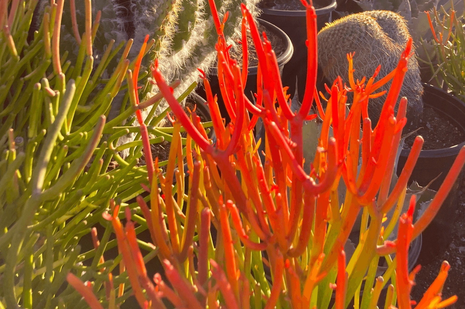 2 LARGE 20″ Cuttings Firestick Pencil Thornless Euphorbia Tirucalli Succulent
