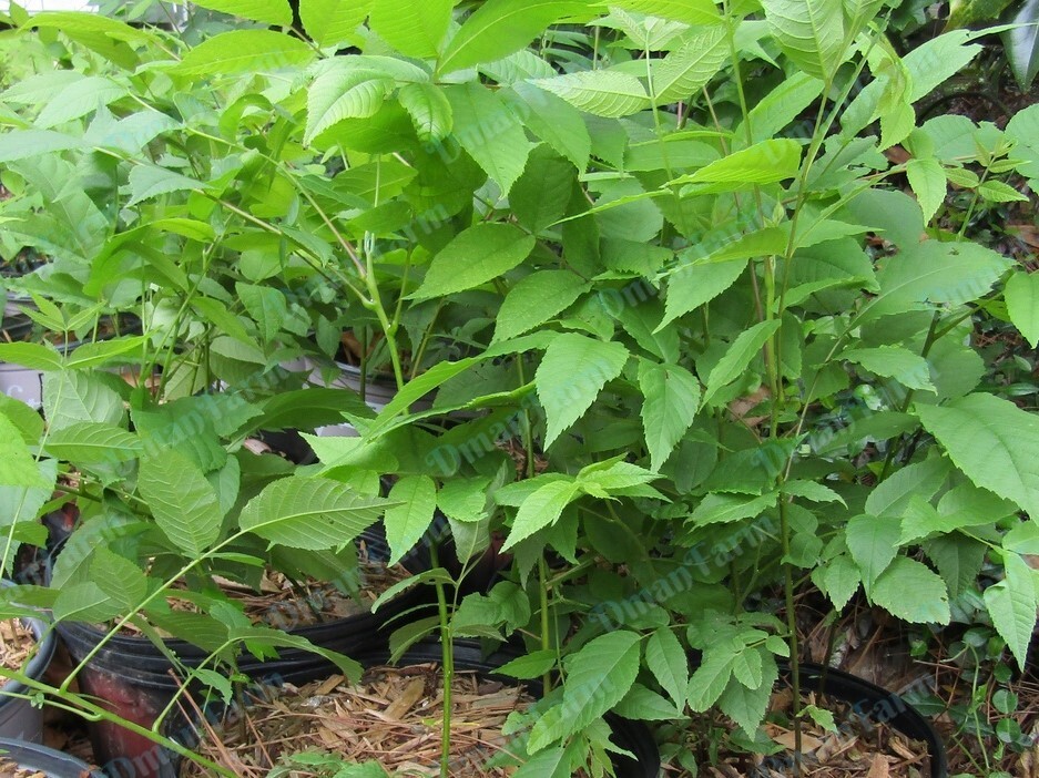 Black Walnut Tree, Juglans Nigra, Live Plant, Bareroot Seedling 12″ – 16″ Tall