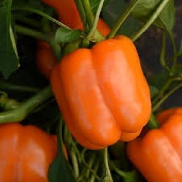 50 + Big Organic RED ORANGE YELLOW GREEN* Bell SWEET Pepper Seeds MIXTURE