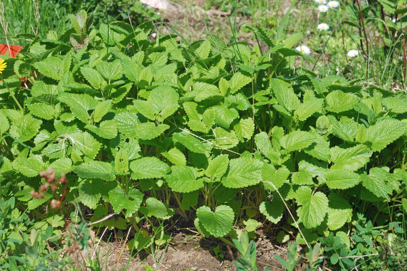 2 Live Lemon Balm Plant – 3–6″ Tall – Aromatic Herbal Perennial – Ships No Pot