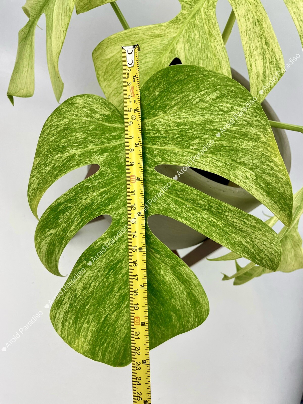 Rooted Monstera Deliciosa Mint Variegata Plant