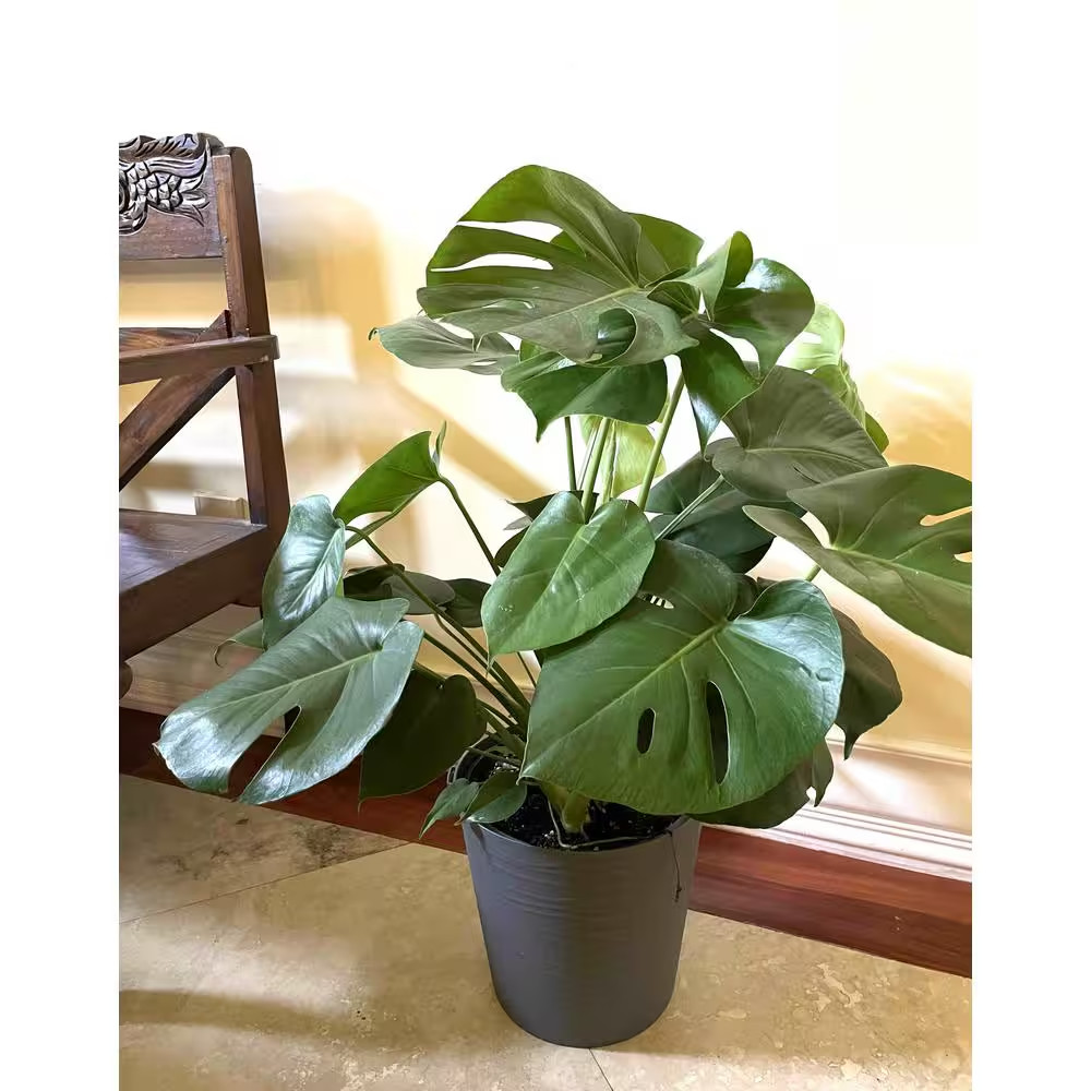 10 In. Philodendron Monstera Plant Grower’S Choice in Deco Pot