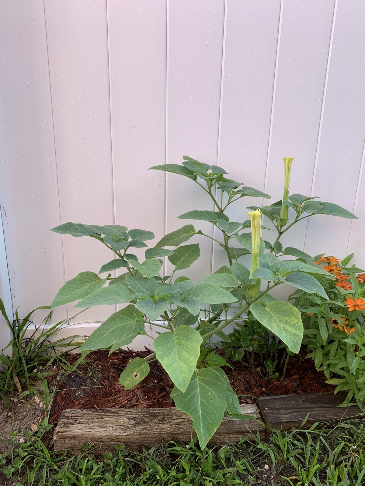 (200 SEEDS) White Moon Flower Angel’s Trumpet Day&Night Bloom Datura. 2023 Seeds