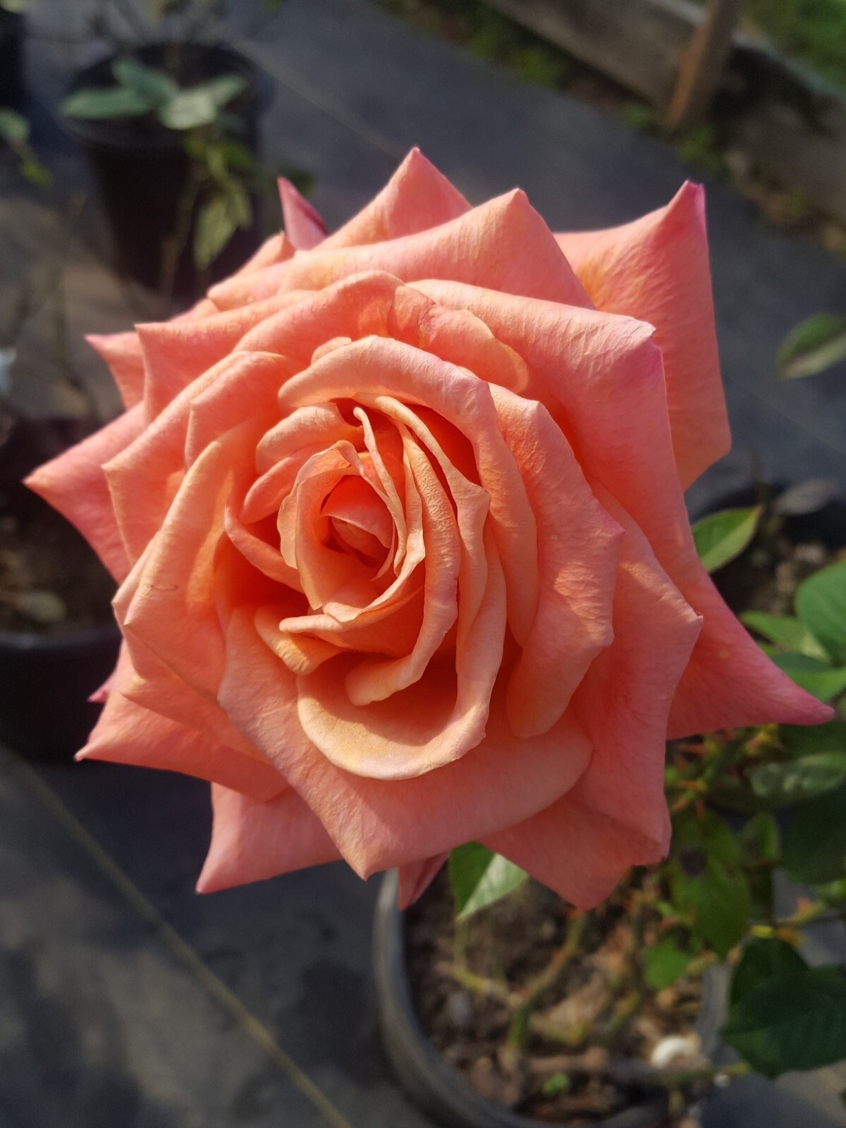 ARIZONA ROSE Orange Yellow 2 Gal Live Bush Plants Grandiflora Plant Fine Roses