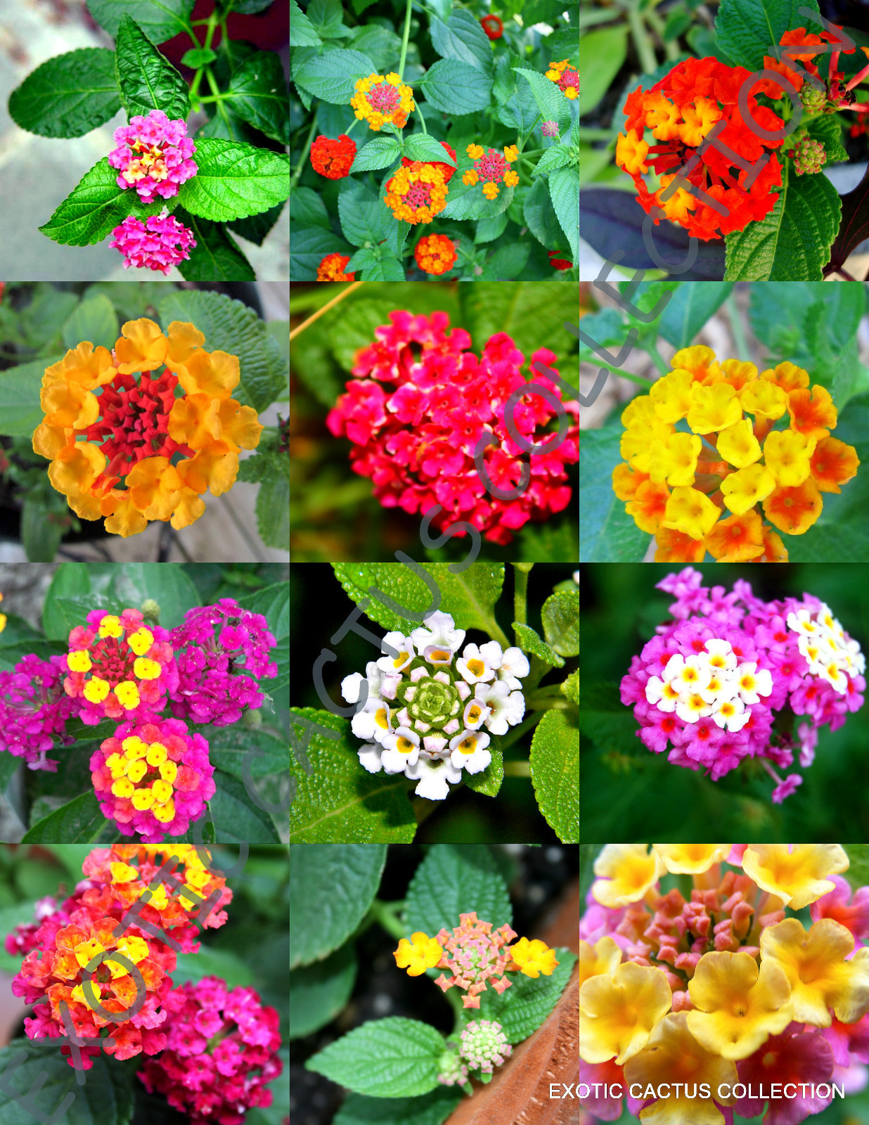 FLOWERING LANTANA MIX @j@ Shrub Verbenas Butterfly Garden Ham And Eggs 20 seeds