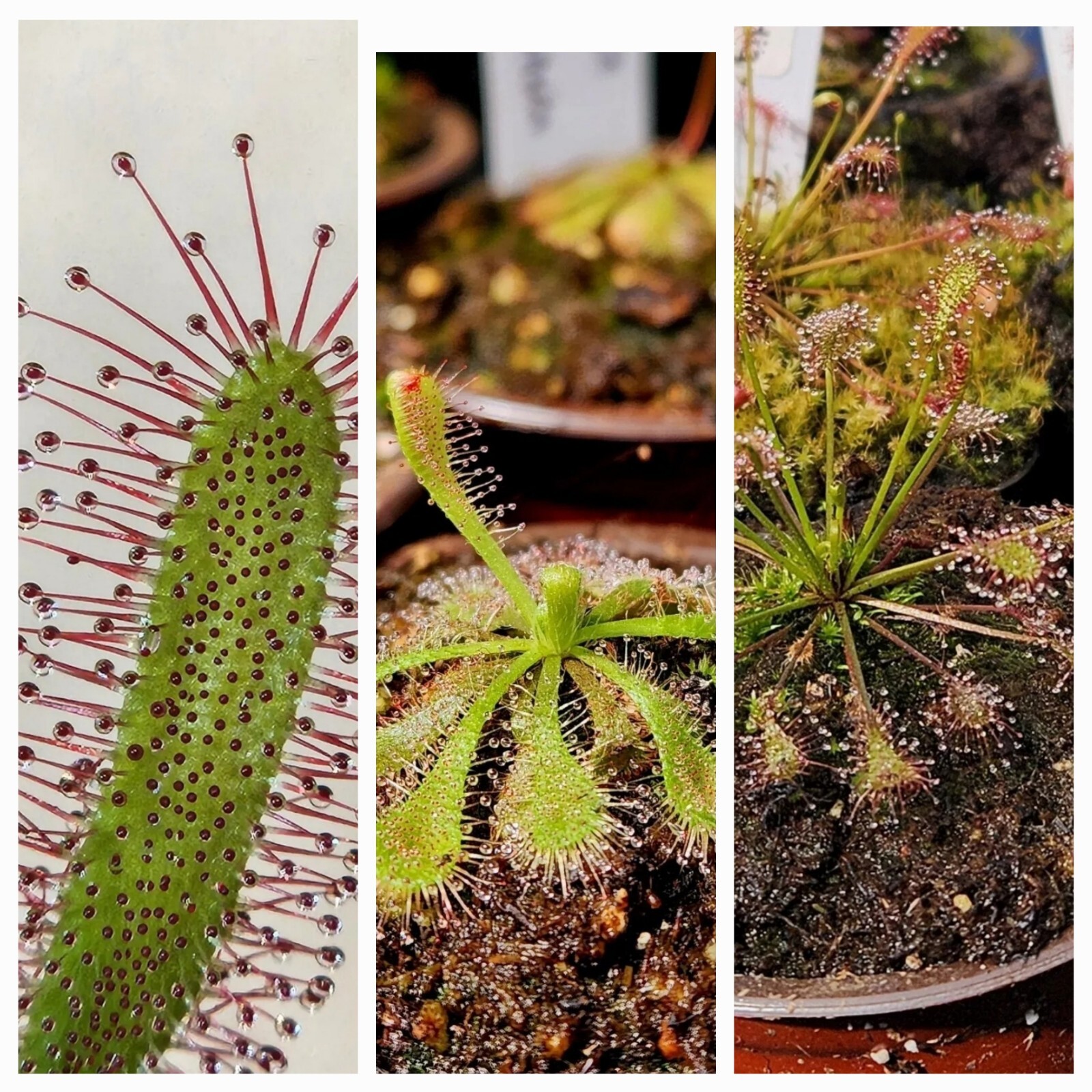 SUNDEW VARIETY PACK (3 LIVE CARNIVOROUS PLANTS) Capensis, Spatula, Intermedia