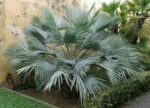 Brahea armata | Blue Hesper Palm | Gray Goddess | 5 Seeds