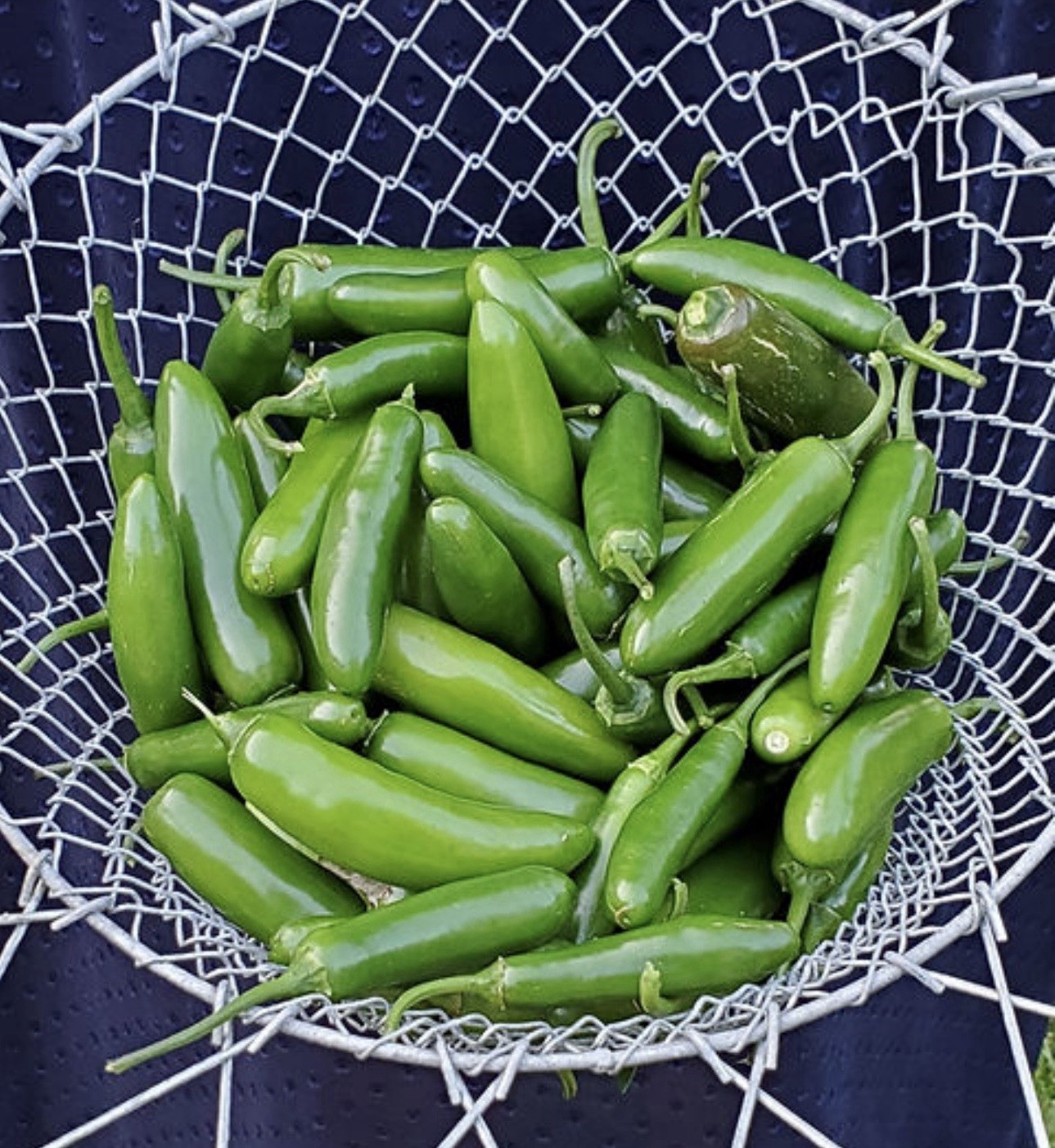Popular!! 5 Serrano Pepper Plants!! Ready To Ship!! Rooted And Healthy!!