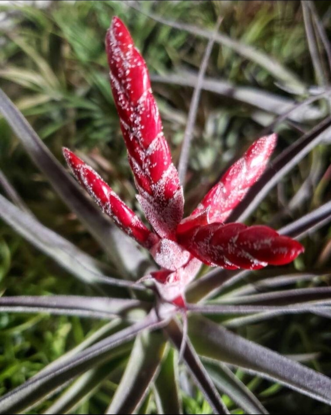 2 Year Supply Air Plant Food, Fertilizer For Beautiful Tillandsia