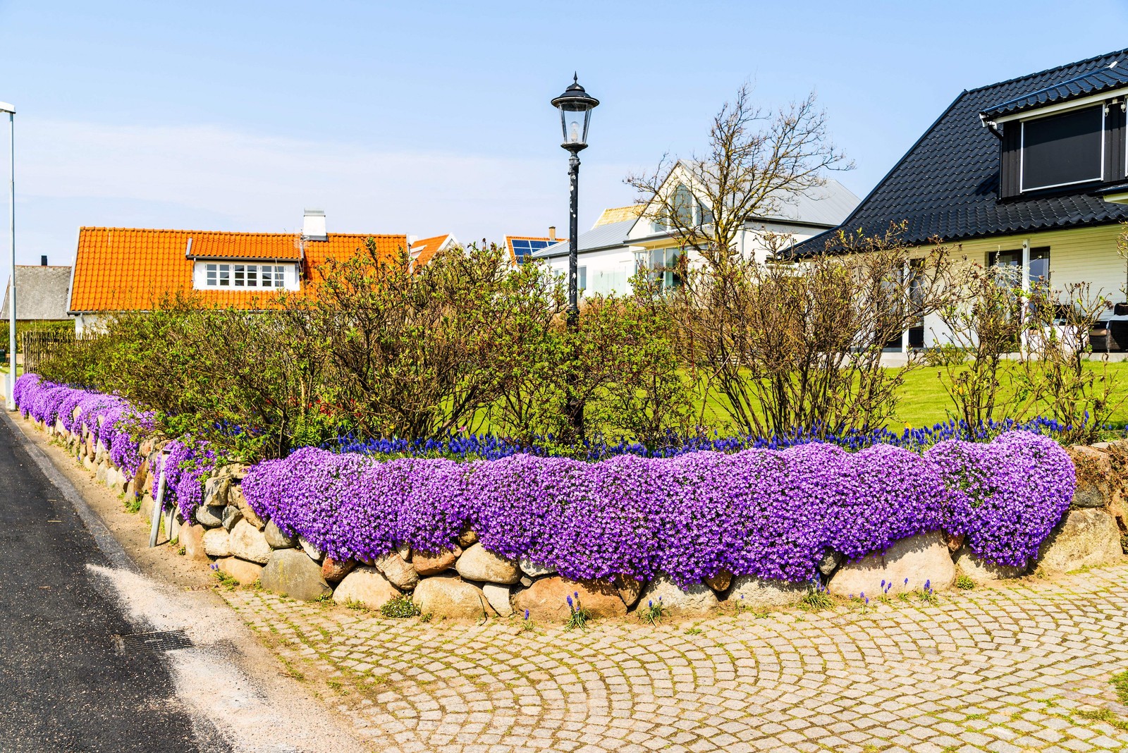 500 PURPLE ROCKCRESS Rock Cress Aubrieta Deltoidea Flower Seeds