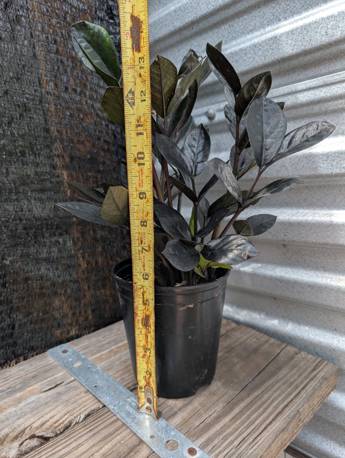 Large Black Raven ZZ Plant Zamiifolia Zamioculcas Plant 6″ Pot Plants Rare