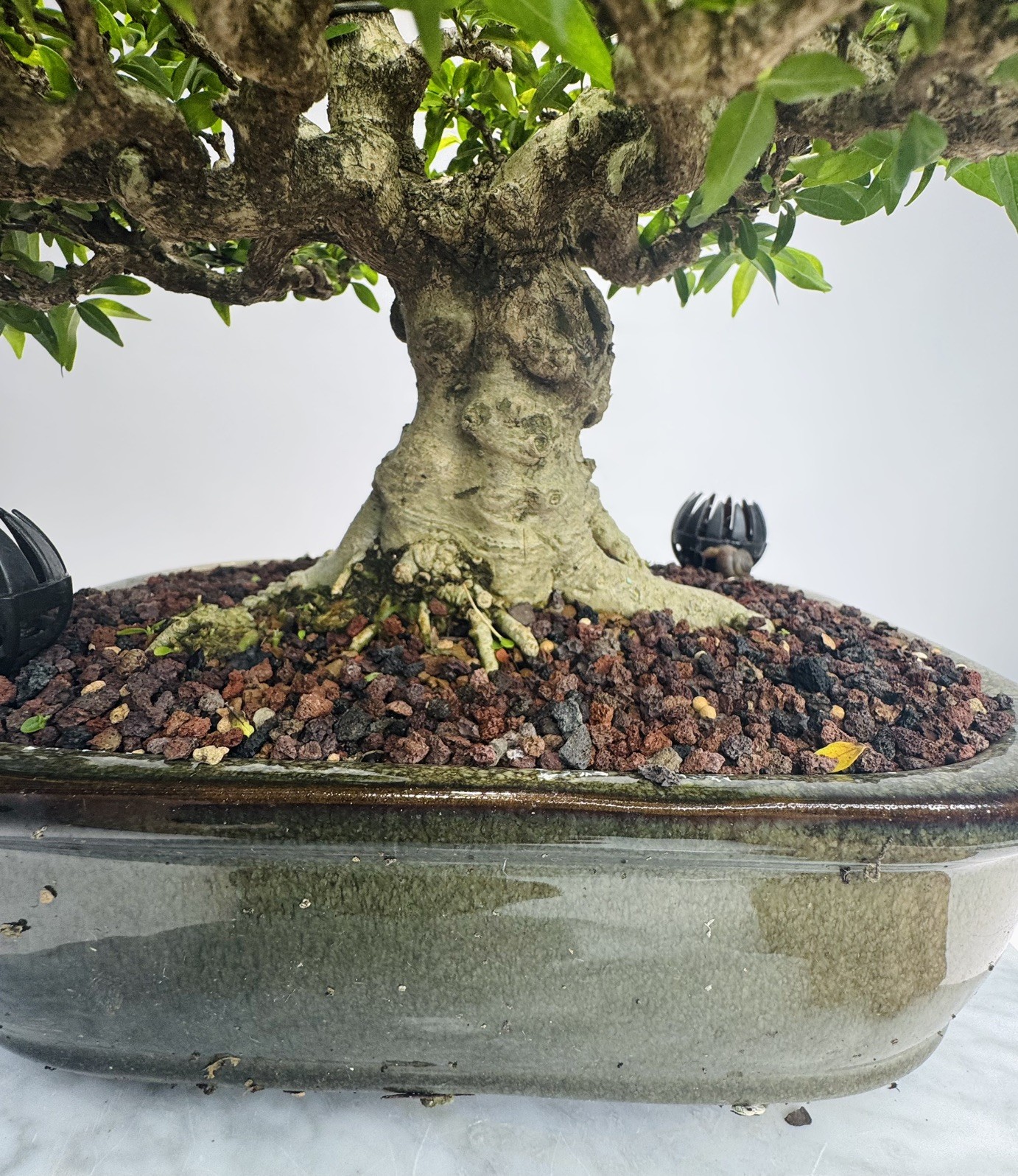 Water jasmine bonsai (M)