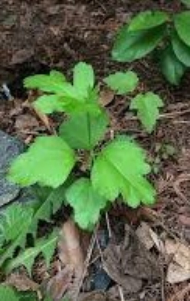 36 Rose Of Sharon Hibiscus Live Plant Roots 2″ + Tall Starter Bush fast grow