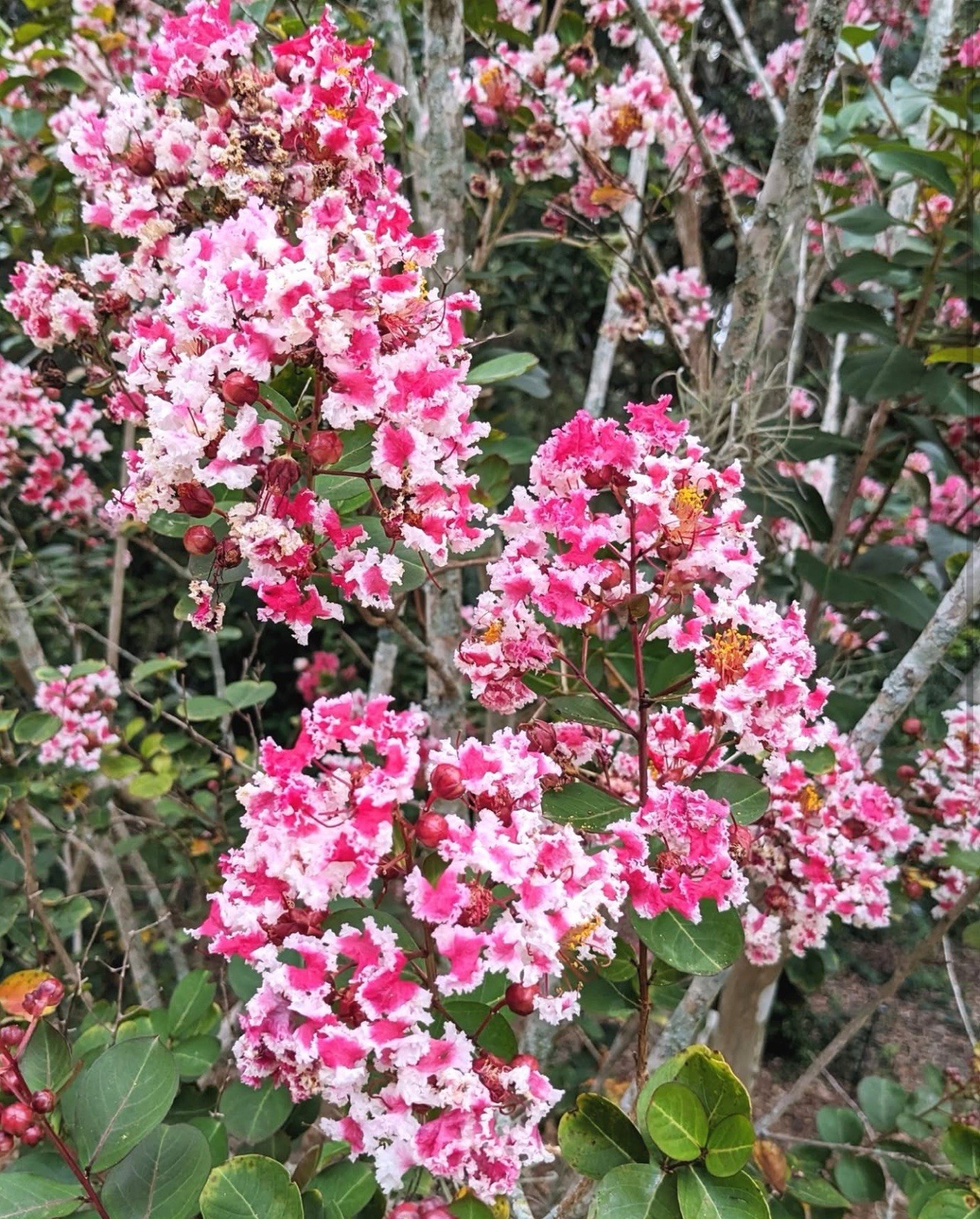 Raspberry Sunday Crape Crepe Myrtle Starter Lagerstroemia Small STARTER Plant