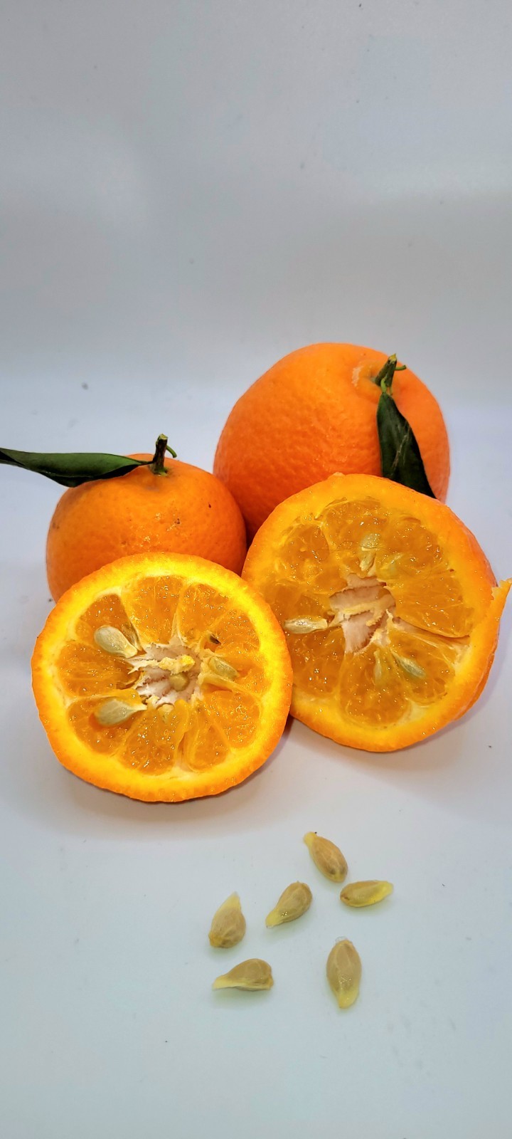 Pot of 2 Satsuma Mandarin Orange trees, 3-5 inches tall