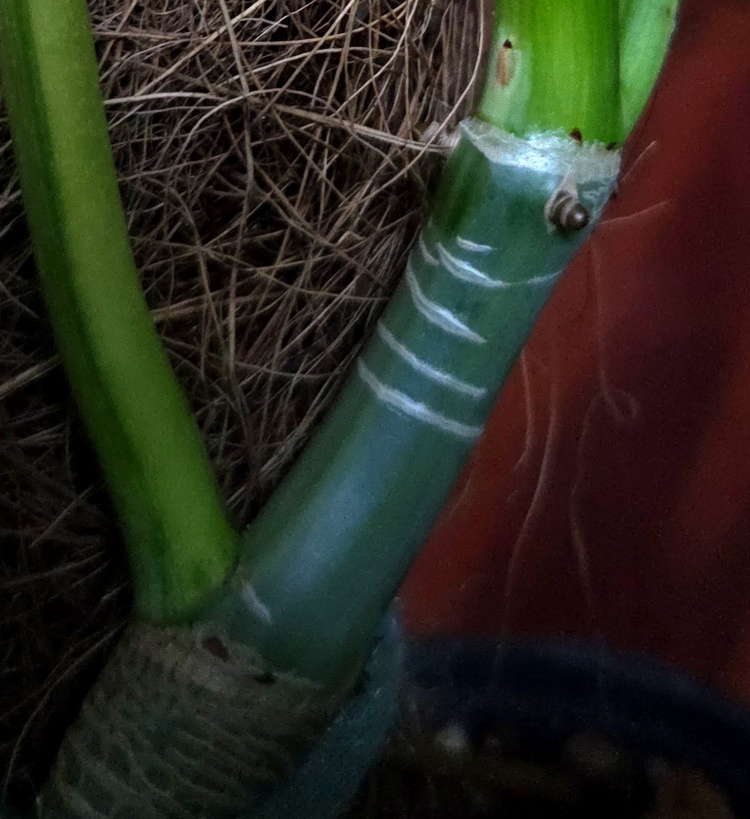Rare XL Philodendron Florida Beauty X Paraiso Verde 28″ Wide 14″ Leaf Monstera