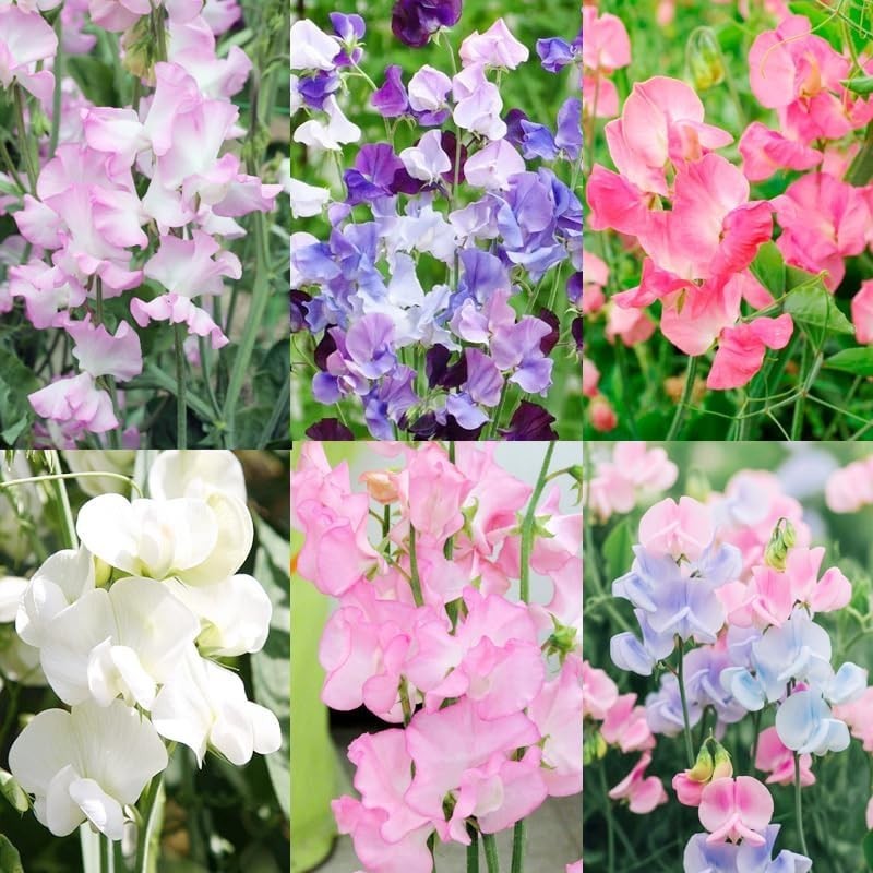 500+Mixed Sweet Pea Seeds for Planting Outdoors-Perennial Ornamental Flower P…