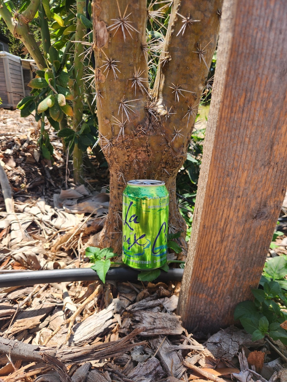 5x GIANT Pereskiopsis. 5″ Cuttings. Grows 15 ‘+ And Thicker than Soda Can. HUGE