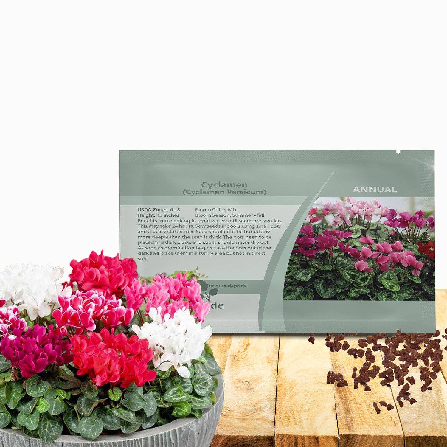 50 Seeds Cyclamen Seed – Giant Cyclamen Persicum Flower Seeds