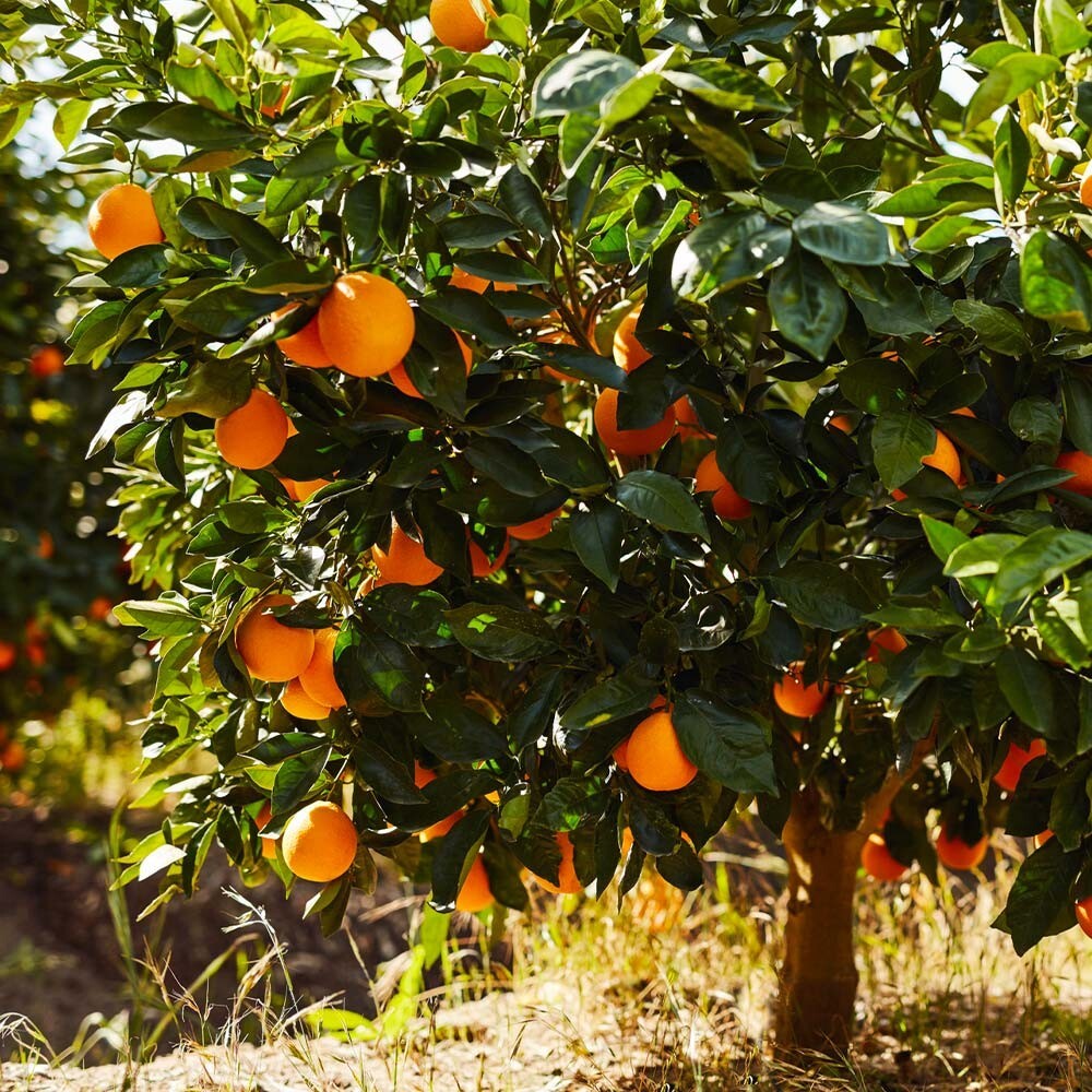 2X Sunkist Orange Cuttings/ 🍊 Grow Your Own ORANGE TREE w/ scion