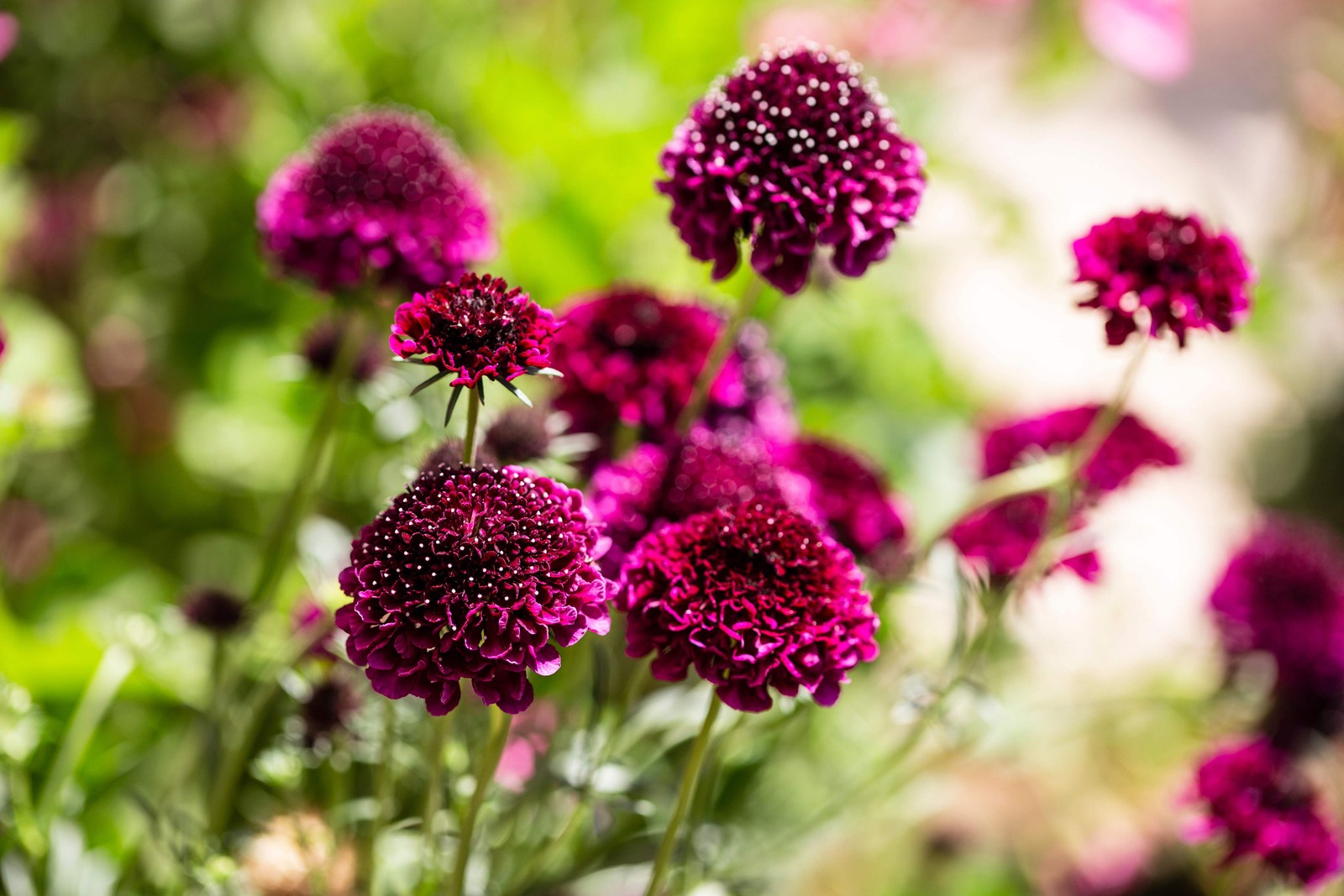 50 FINEST MIXED Colors SCABIOSA Atropurpurea Pin Cushion Flower Seeds