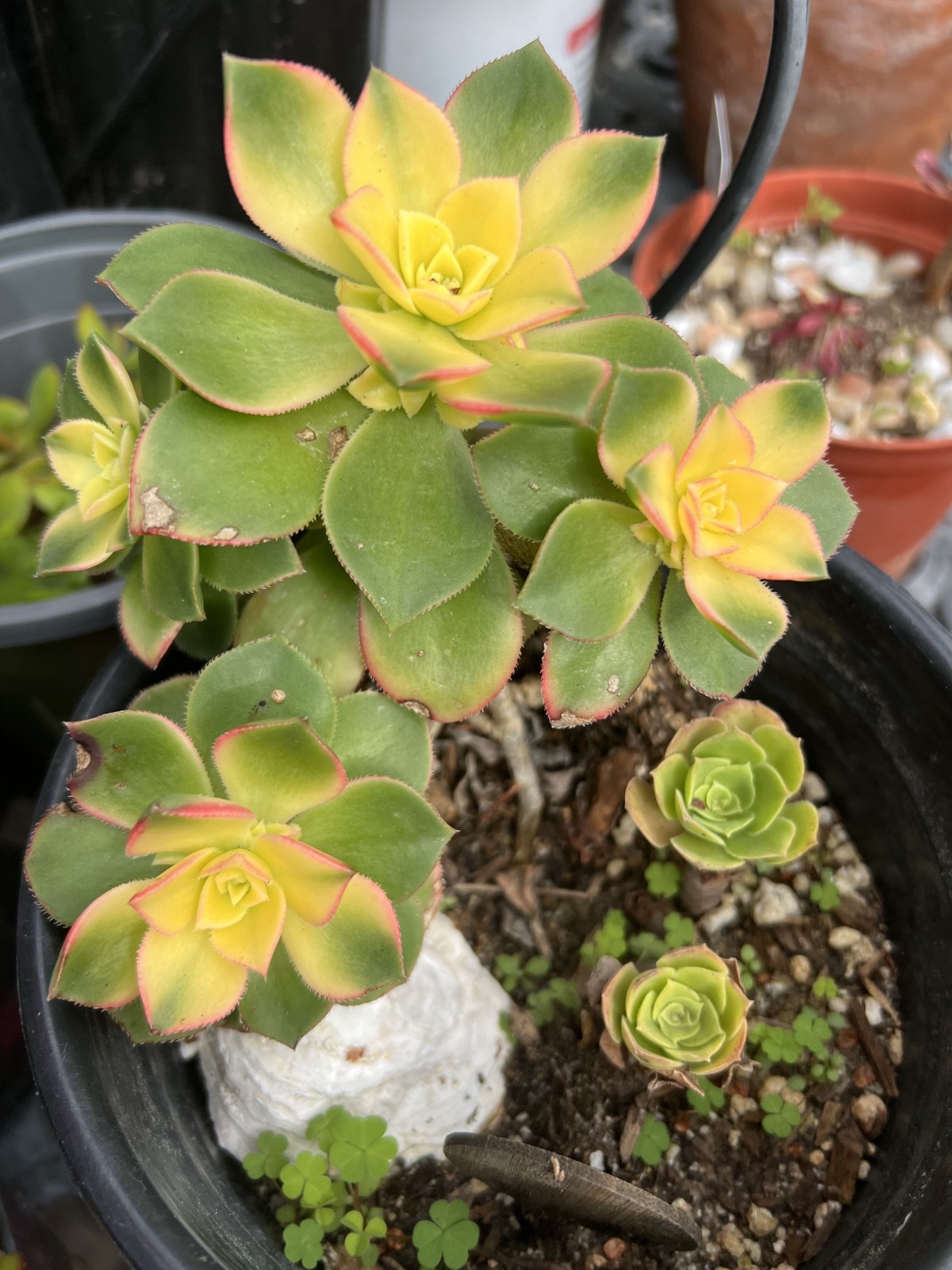 6 Cutting Rare Aeonium 3 to 5” Zwartkopf, Moon Burst, Merlot, Suncup, Blushing