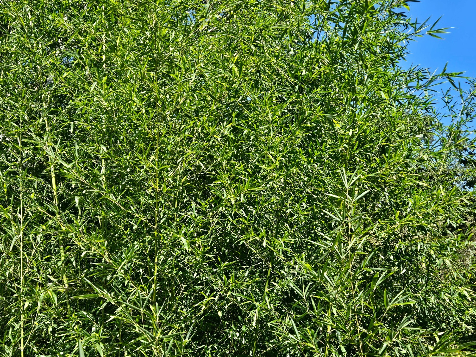 Madake Bamboo Rhizomes 1–12 Pack (Phyllostachys bambusoides) • Fast-Growing