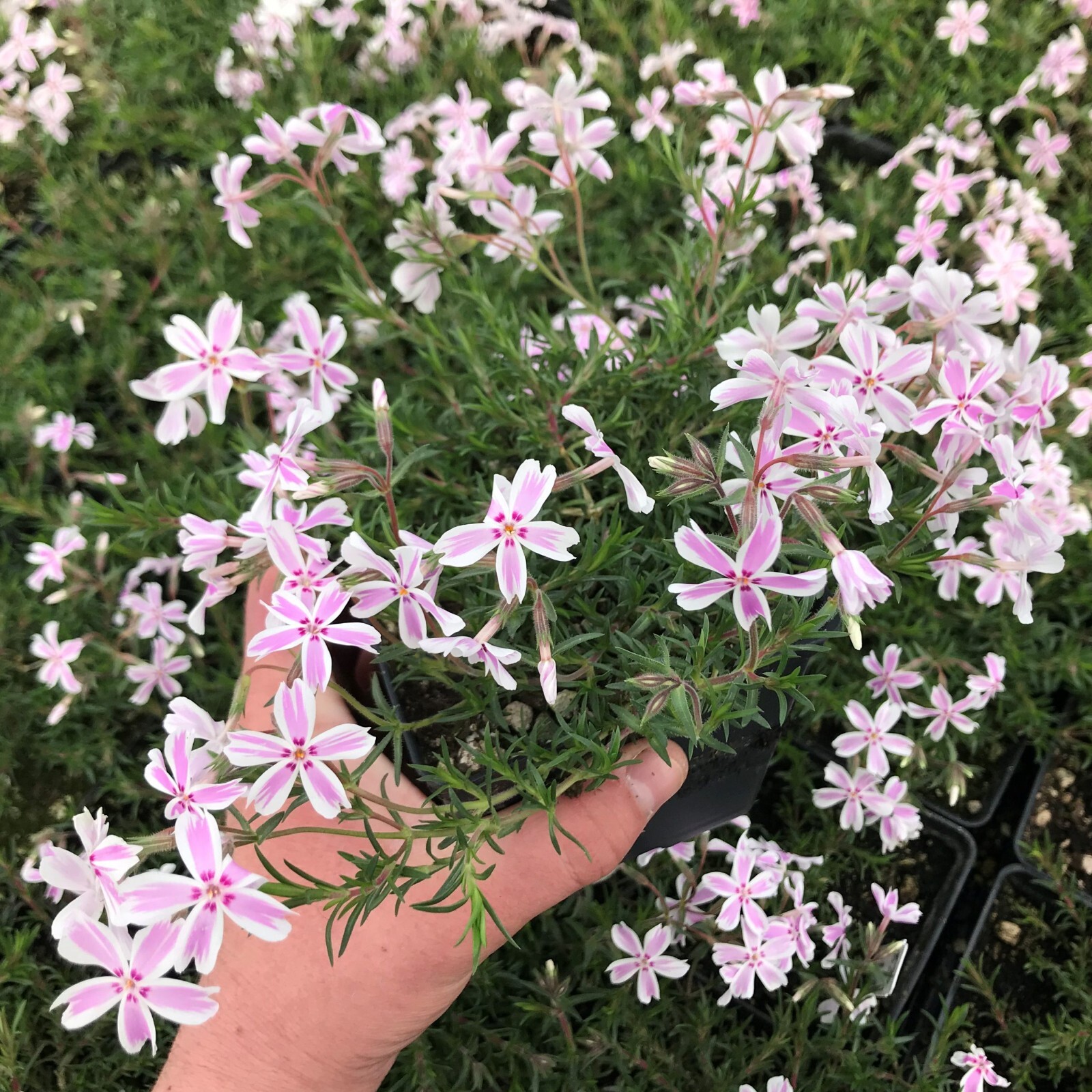 Creeping Phlox Perennial Subulata Moss Phlox Bare Root Live Plant Outdoor Garden