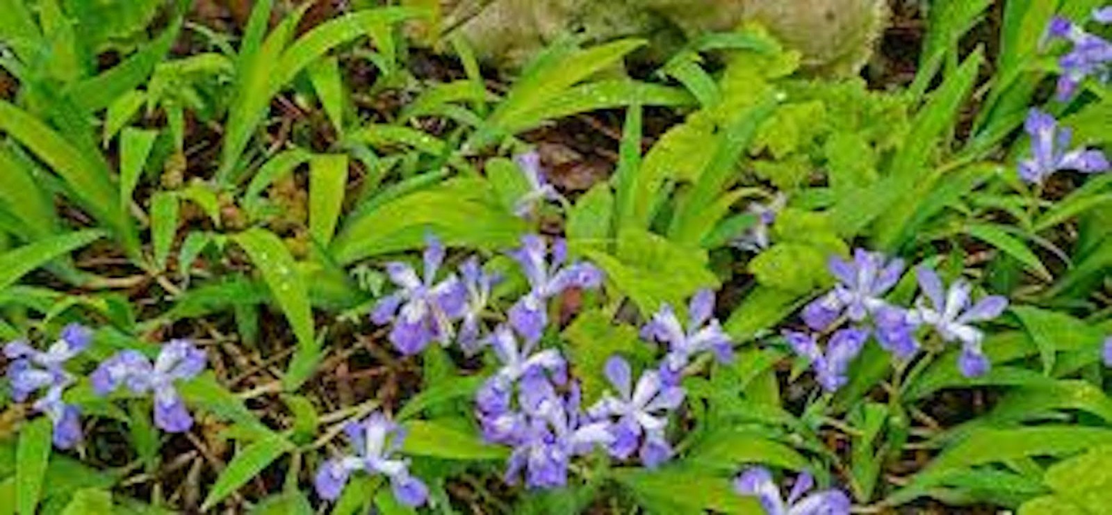 10 Dwarf Crested Iris Bare Root Iris Cristata Wildflower