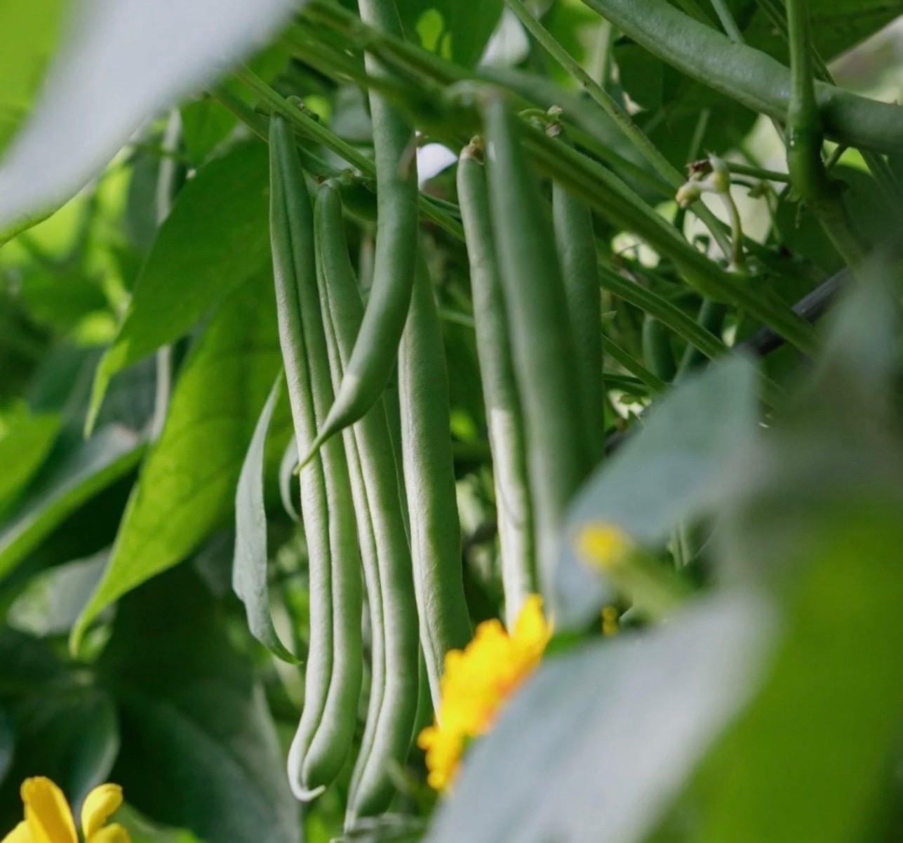 Burpee Stringless Green Pod Bush Bean – Fresh Seeds – NonGMO USA, Free Shipping!