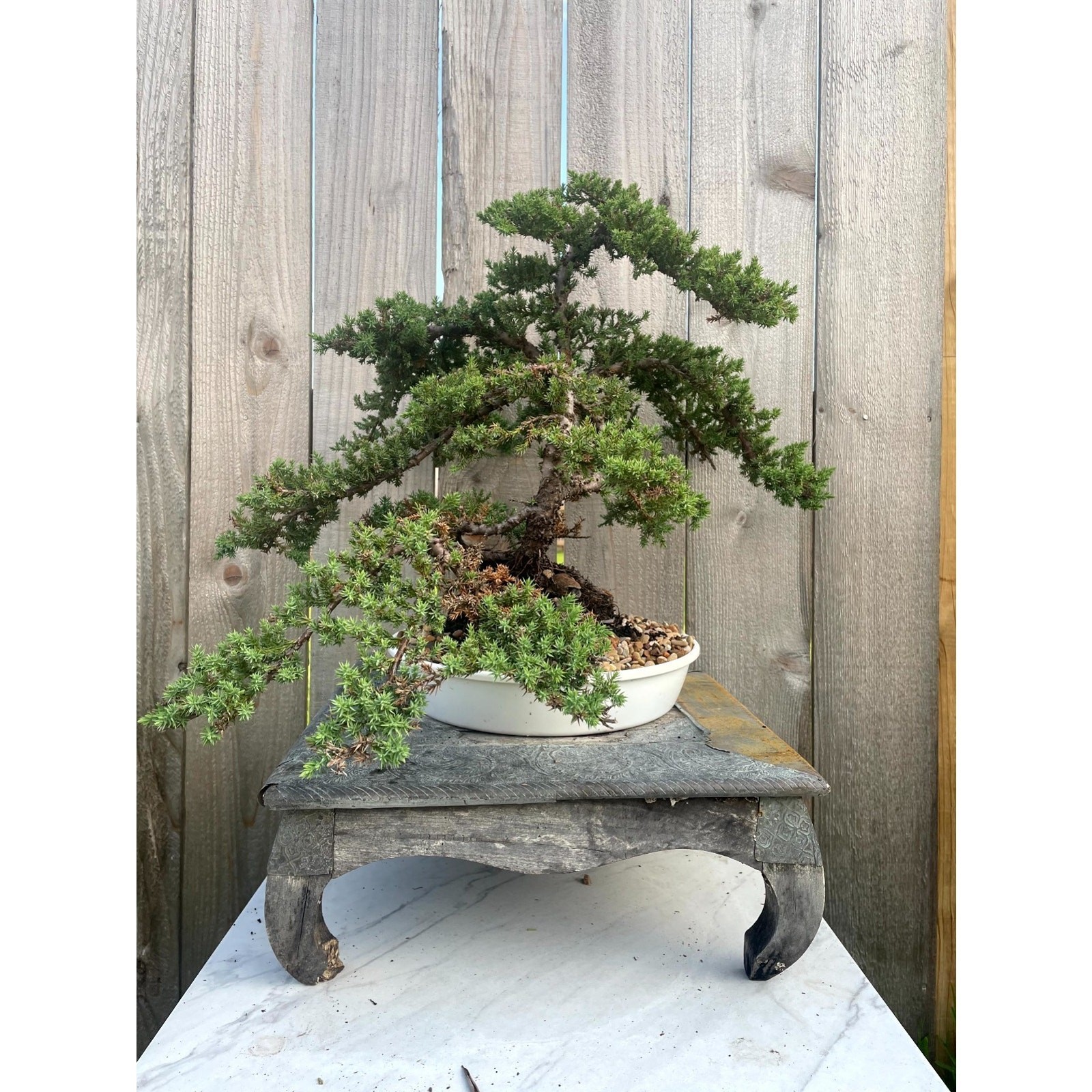 AWESOME! FATHER’S DAY GIFT – Procumbens Nana Juniper Bonsai, 16 YR, Strong Trunk