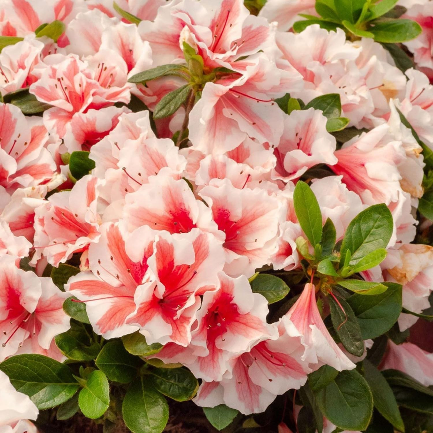Mixed Azalea Seeds for Planting – 50+ Azalea Flower Seeds Bush Shrub Flowers Pla