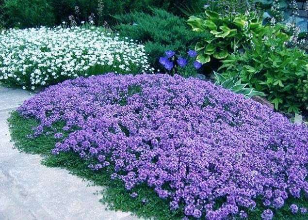 20,000+ Creeping Thyme Seeds Ground Cover, Non-GMO Perennial Flower Purple