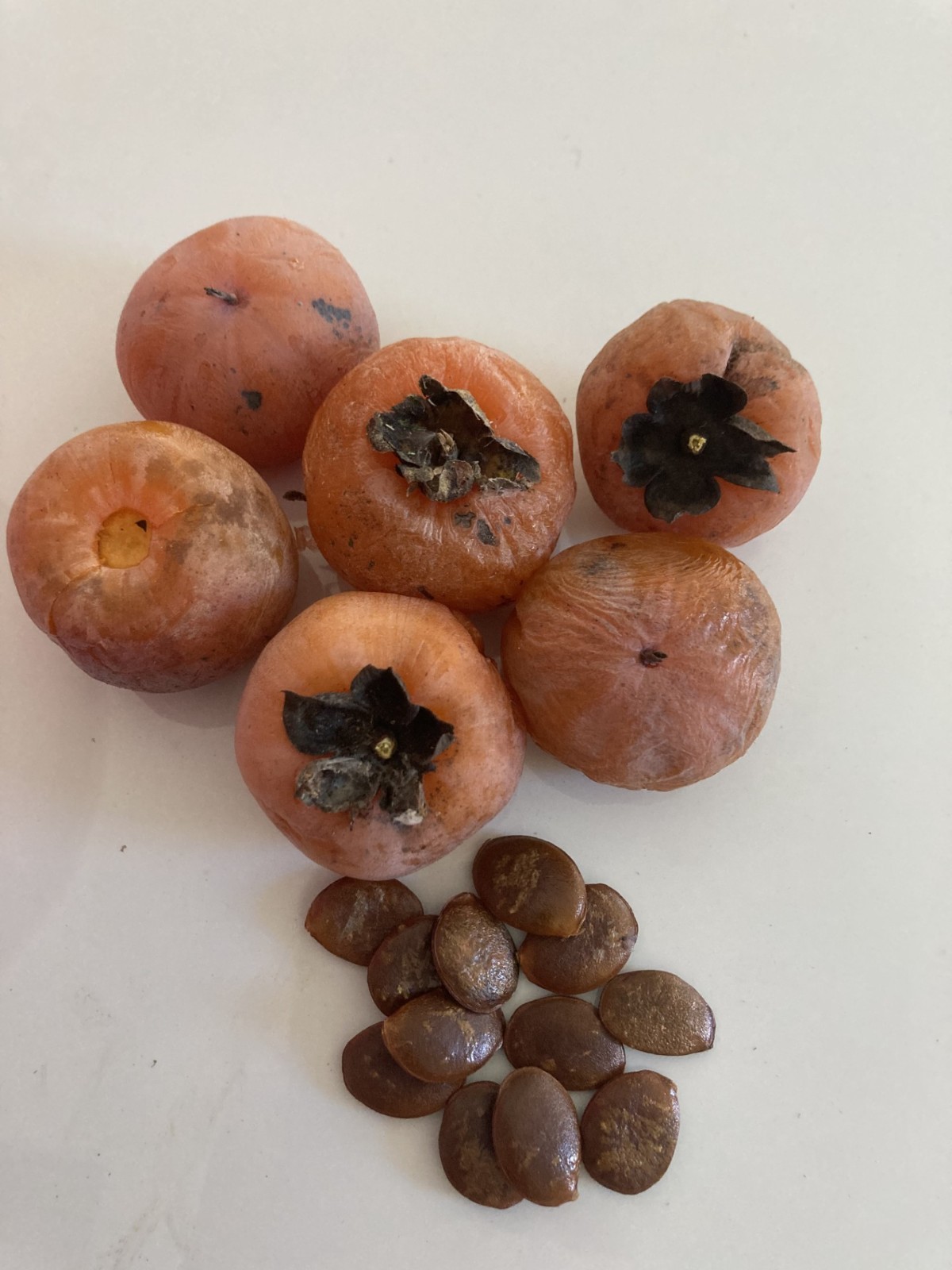 Native American Persimmon SEEDS–Fresh 2025 Seeds–$5/25 seeds