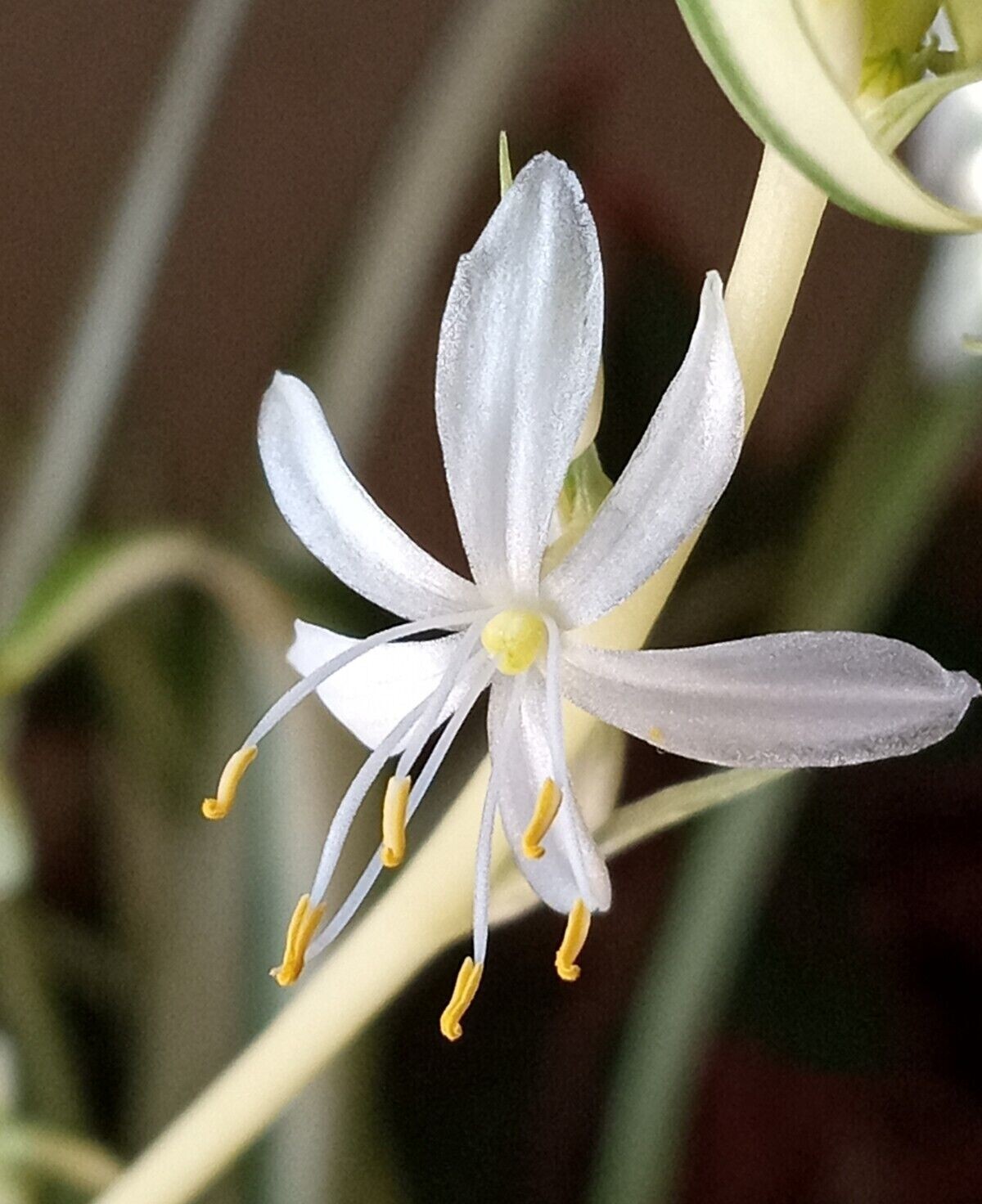 1 Variegated Live Spider Plant Pup ‘Chlorophytum Comosum” Rooted-Ready to Grow
