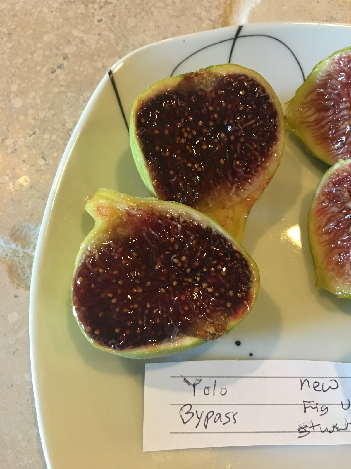Yolo Bypass Fig (TP-FG-0004) (Two cuttings)
