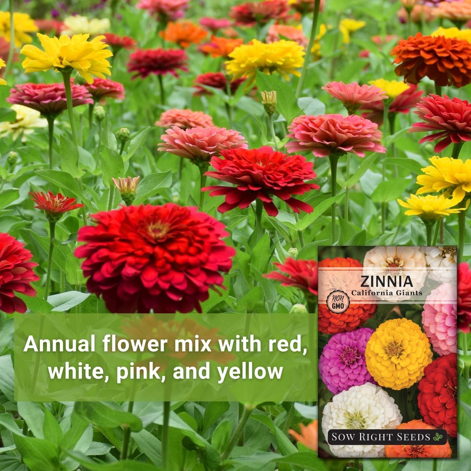 Pollinator-Friendly California Zinnia Seeds – Mixed Colors for Beautiful Blooms