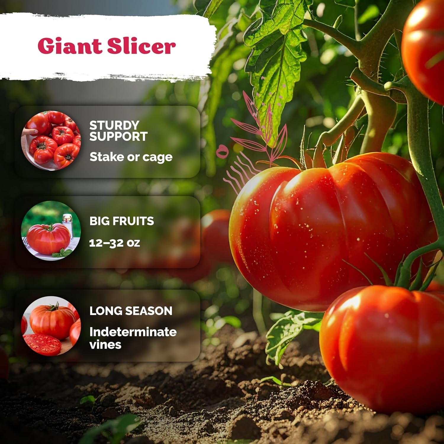 KVITER 325 Giant Beefsteak Tomatoes Seeds (Solanum lycopersicum) – Beef Steak To