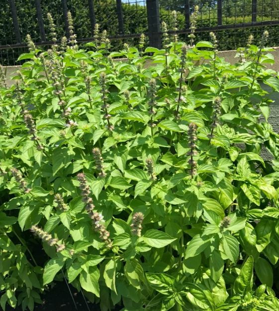 200 LEMON BASIL SEEDS ~ heirloomseedguy ~ 2026 ~ NON-GMO