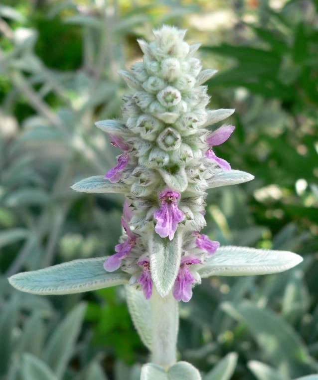 5 Lamb’s Ear Stachys Byzantina Soft Fuzzy Leaves – Perennial – Ready to Grow