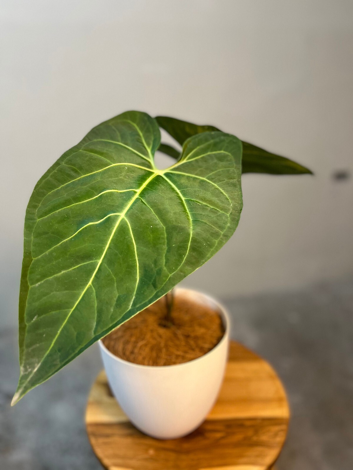 Anthurium Regale Aff by LEAL PLANTS ECUADOR |Green Live House Plant for Indoors