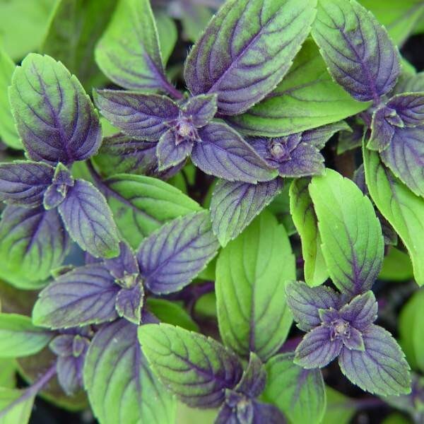 Live Herb Plants, Well-rooted Plugs Well-rooted Starter Plants For SALE