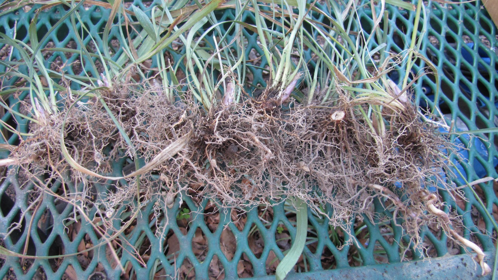 Liriope muscari 100 Bare Root Plants w/ planting instructions.