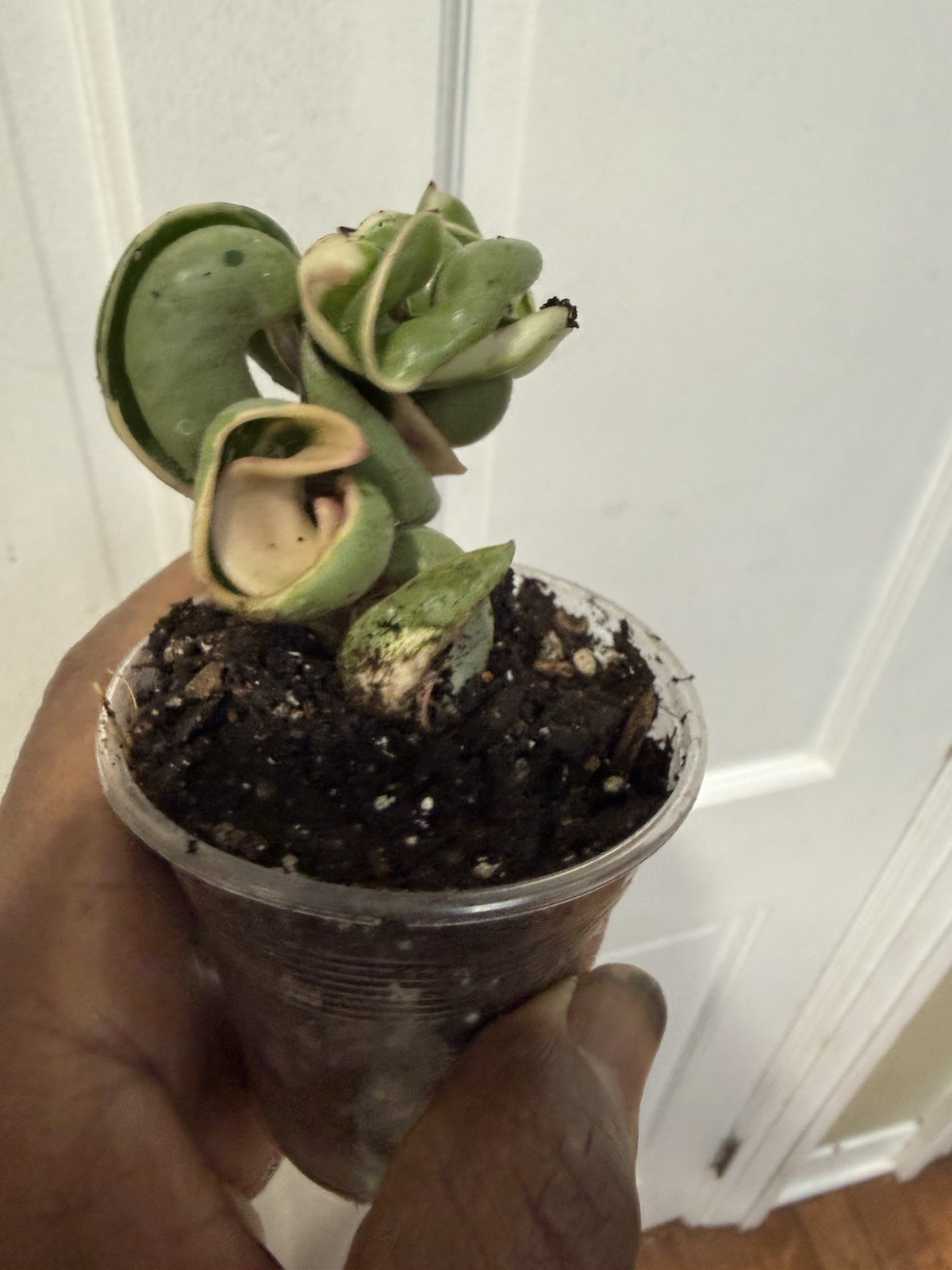 hoya hindu rope variegated Plant