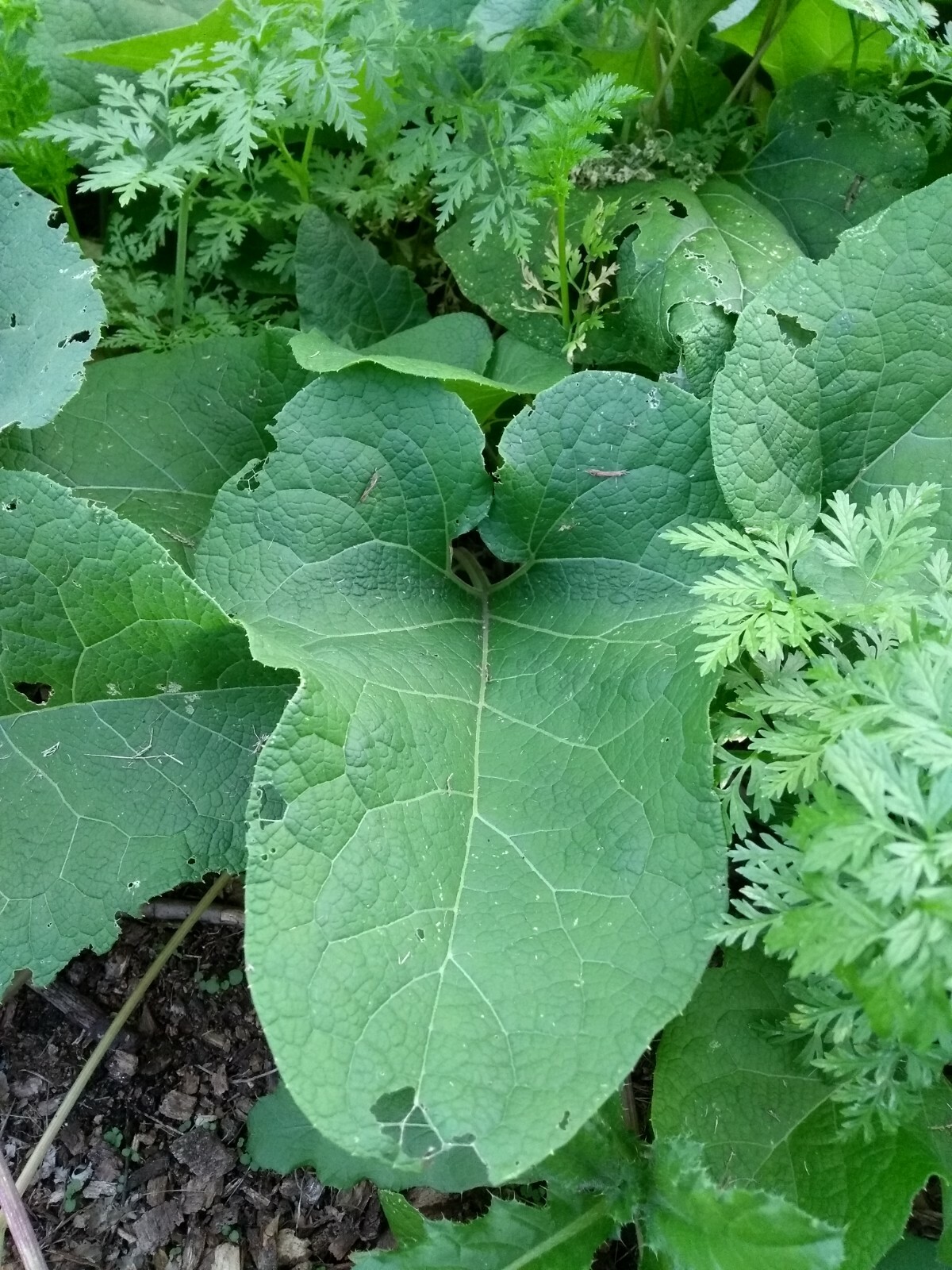 25 Large Burdock Arctium Lappa Plant Seeds Vegetable Japanese Garden