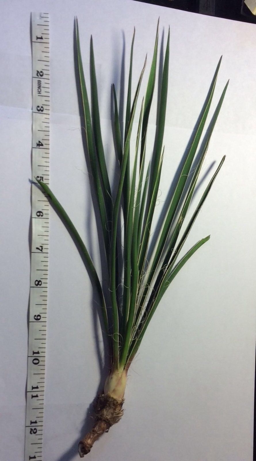 Yucca Plants Starter Plant Small 8-10 Inches tall One Plant
