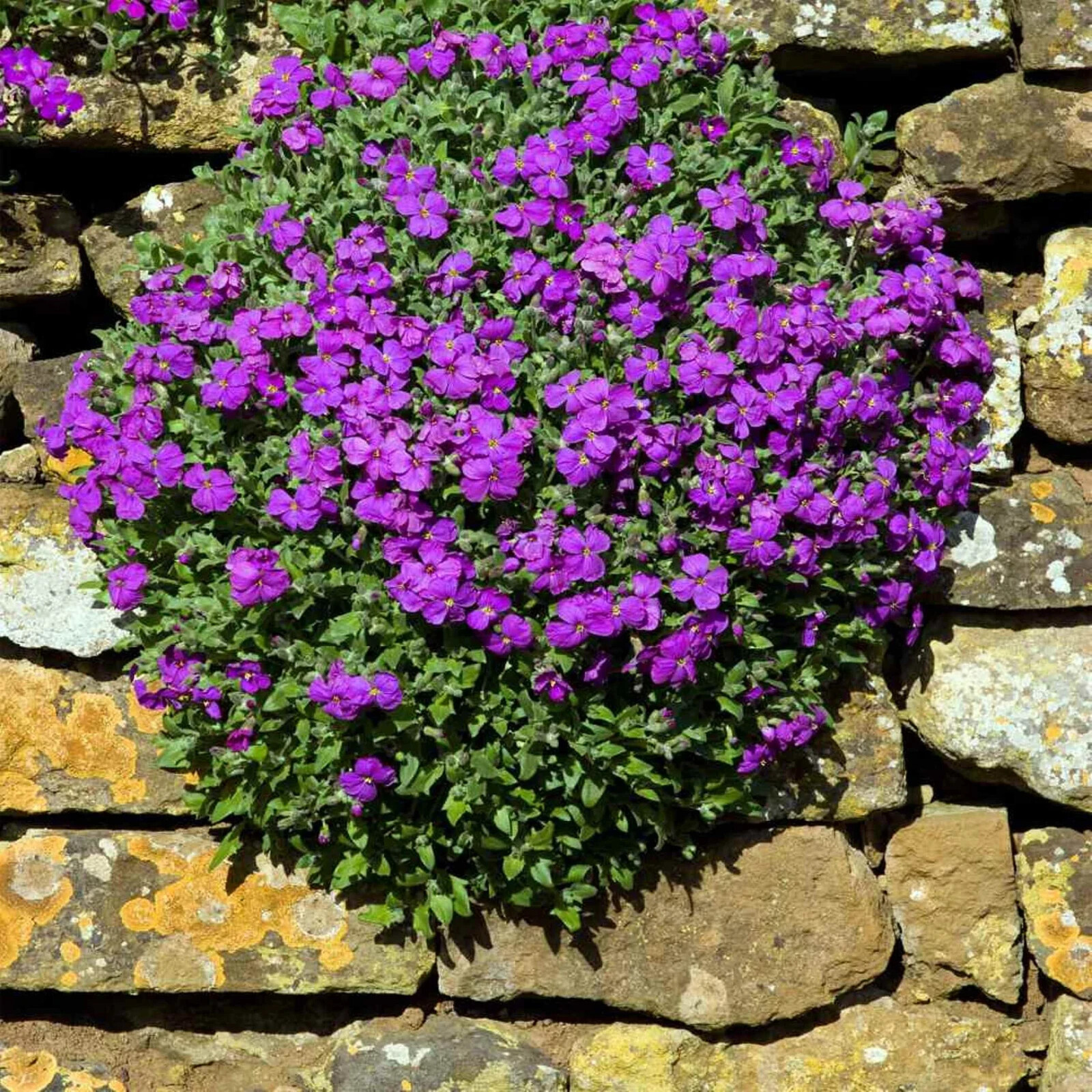Rock Cress- Purple – 50 seeds – Ground Cover – Deer Resistant –